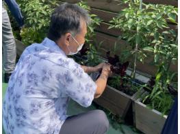 시흥시 경증치매 어르신 돕는 도심 속 옥상 텃밭, 함께 건강 가꿔요 기사 이미지
